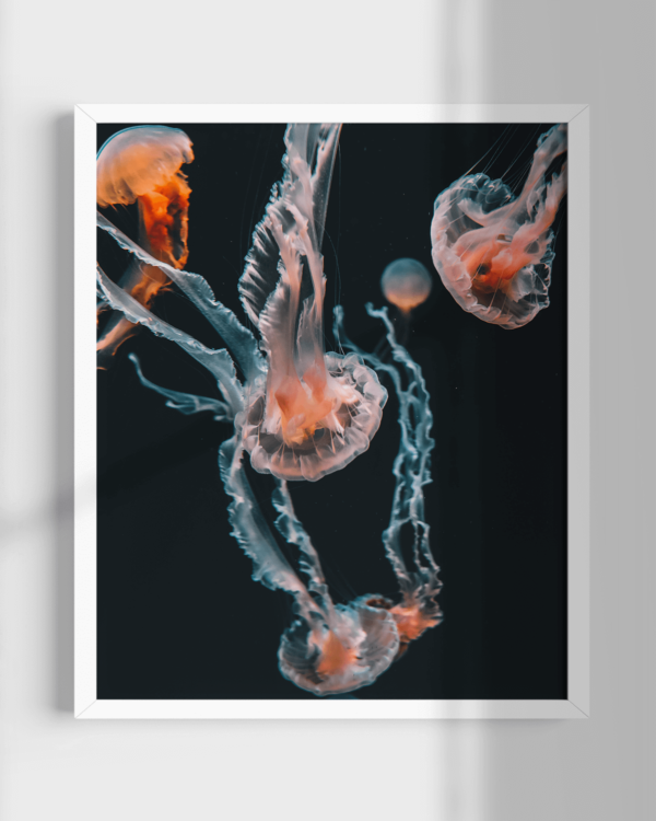 Jellyfish Party